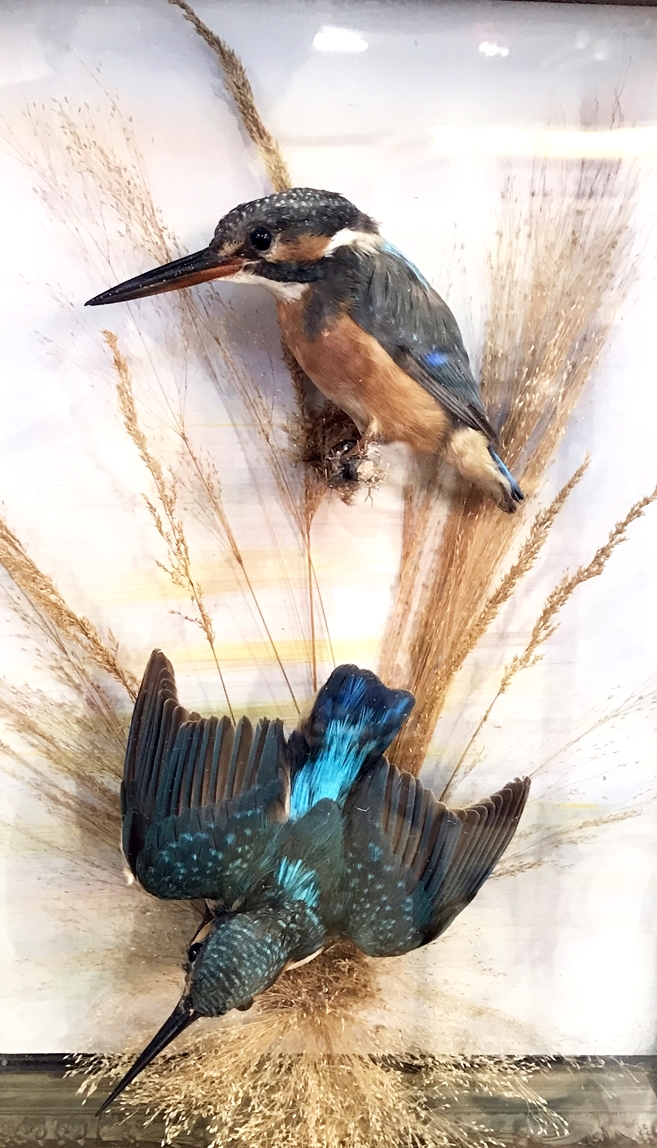 Taxidermy pair of Kingfishers,
