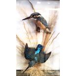 Taxidermy pair of Kingfishers,