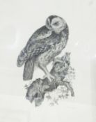 British school (19th century) Engraving "Tawny Owl", 61cm x 50cm,