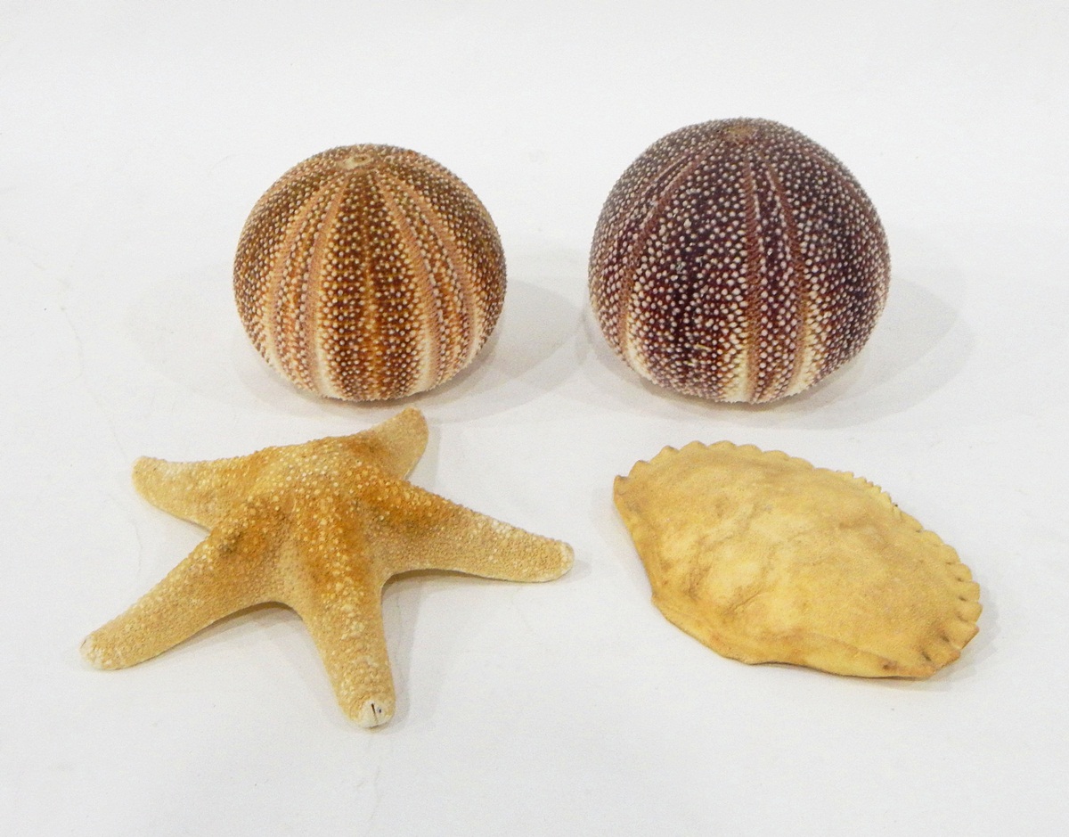 Five sea urchin shells of various sizes, a starfish, etc.