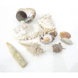 Quantity of miscellaneous items including seashells, ebony elephant ornaments, painted wooden eggs,