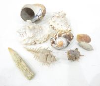 Quantity of miscellaneous items including seashells, ebony elephant ornaments, painted wooden eggs,