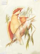Selection of prints after J Gould, 100 Leadbeater cockatoo, 100 barnard parakeet,