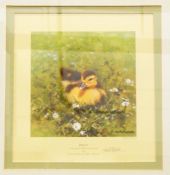 After David Shepherd Pair limited edition colour prints "Ziggy - A Very Special Muscovy Duckling",