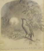 Lucy Elizabeth Kemp-Welch (1869-1958) Pencil drawing Songbirds dawn chorus resting on branch with