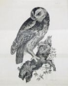 British school (19th century) Engraving "Tawny Owl", 61cm x 50cm,