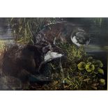 Dorothea June Buxton-Hyde Limited edition print "Bee the Otter and Mr Bee", otters,
