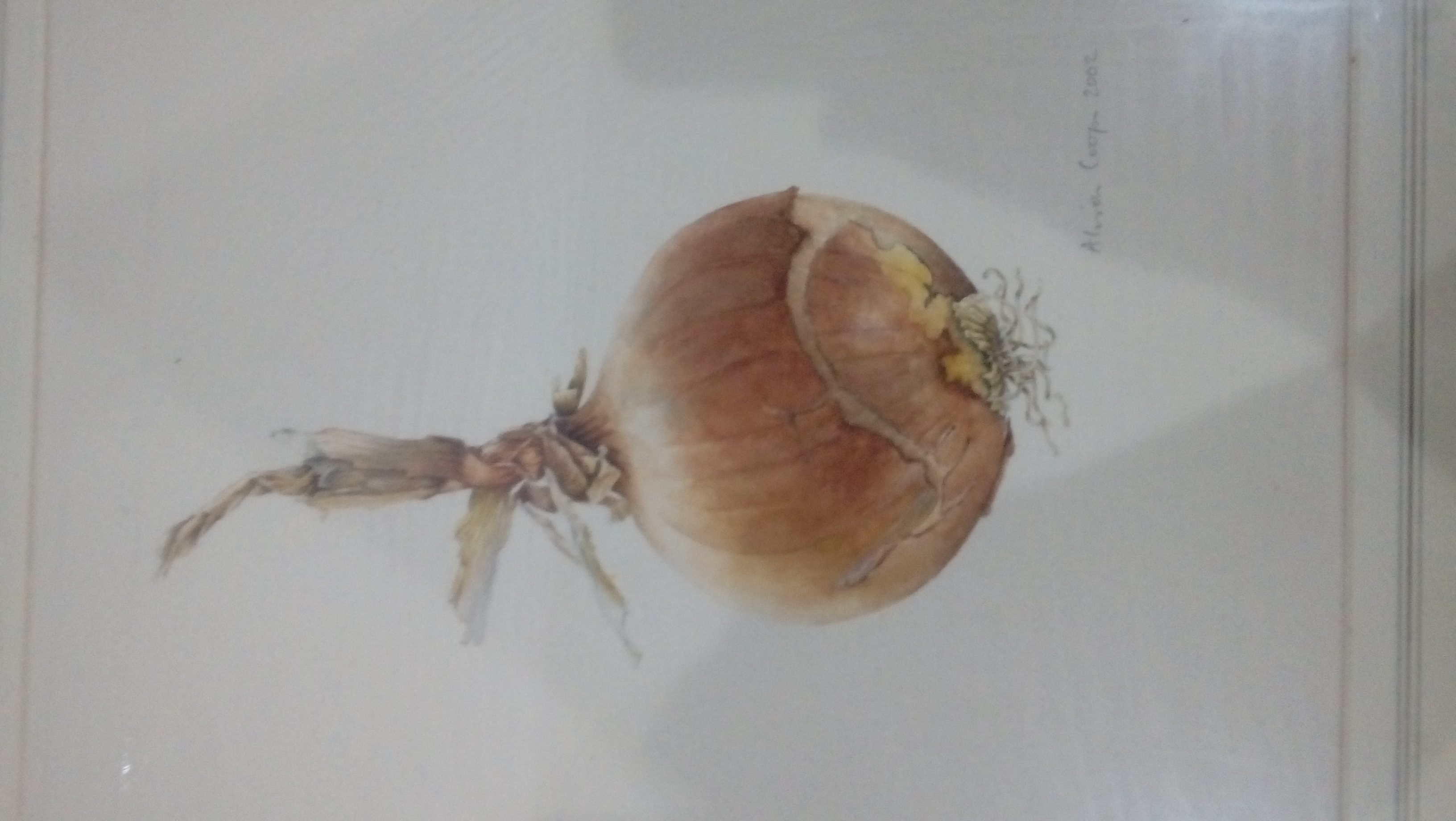 Alison Cooper (20th century school) Watercolour drawing Still life of garlic and another of onion,