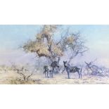 After David Shepherd Colour print 'Zebras and Colony Weavers' signed pencil lower right margin,