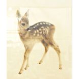 Kurt Meyer Eberhardt (1895-1977) Colour etching and aquatint "Fawn", signed bottom right,