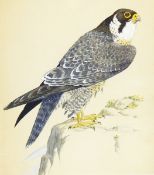 Neave Parker Watercolour drawing/Gouache on paper "Peregrine Falcon",