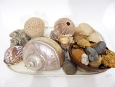 Quantity of shells, fossils, arrowheads and stones, including Conch shell, sea urchin,