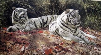 A Gibbs Colour print White Tigers,