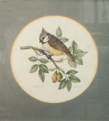 K Kirk Watercolour drawing "Crested Tit" seated on rose branch, titled, signed and dated '76,