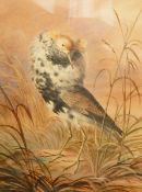 19th century school Watercolour drawing Study of a ruff, unsigned, 29.5cm x 22.