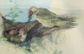 Framed prints of green woodpecker feeding her young and a nightingale singing on an apple branch