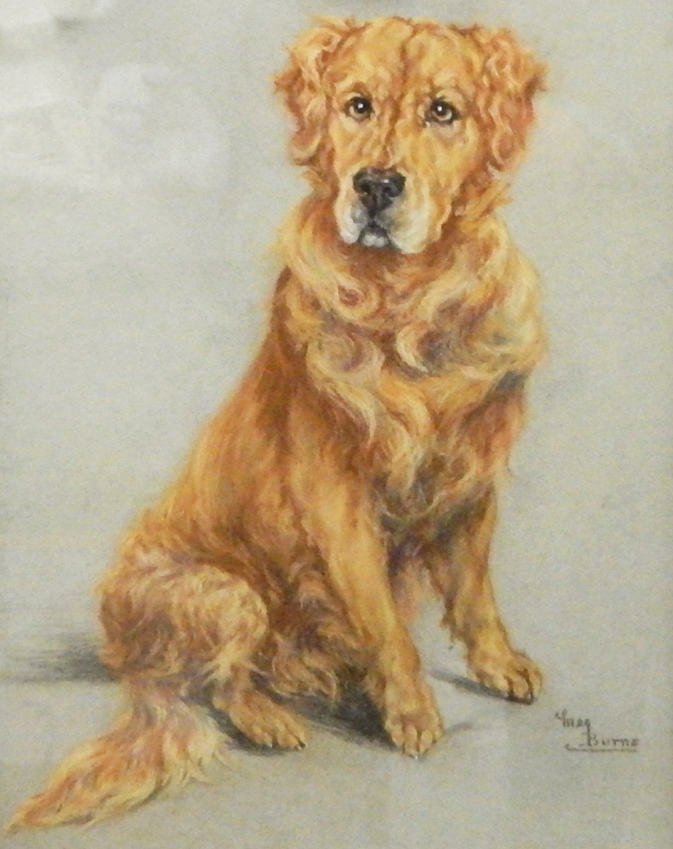 Meg Burns (20th century school) Pastel study Portrait of golden retriever, signed lower right,