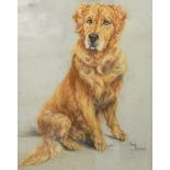 Meg Burns (20th century school) Pastel study Portrait of golden retriever, signed lower right,