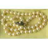 Uniform row of cultured pearls with white metal clasp marked silver