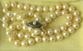 Uniform row of cultured pearls with white metal clasp marked silver