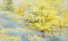 20th century school Watercolour drawing "Bluebells and Young Oak Trees at Ambleside", unsigned,