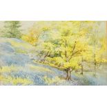 20th century school Watercolour drawing "Bluebells and Young Oak Trees at Ambleside", unsigned,