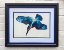 LUKE AGNEW Kingfisher Spray paint on mount board