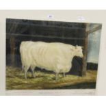 After William Ward Colour engraving "The Durham White Ox",