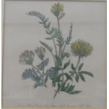 Edwardian watercolour drawing of botanical study, two botanical prints,
