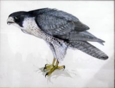 Anthony Morris Watercolour drawing "Peregrine Falcon"