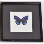 A Mounted Study Of A Butterfly