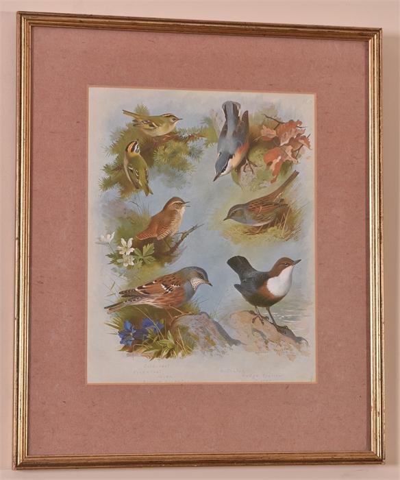 A Pair Of Bird Prints - Image 2 of 7