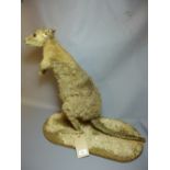 A 19th Century taxidermy study of a wallaby.