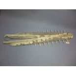 An 18th Century sawfish bill W:89cm