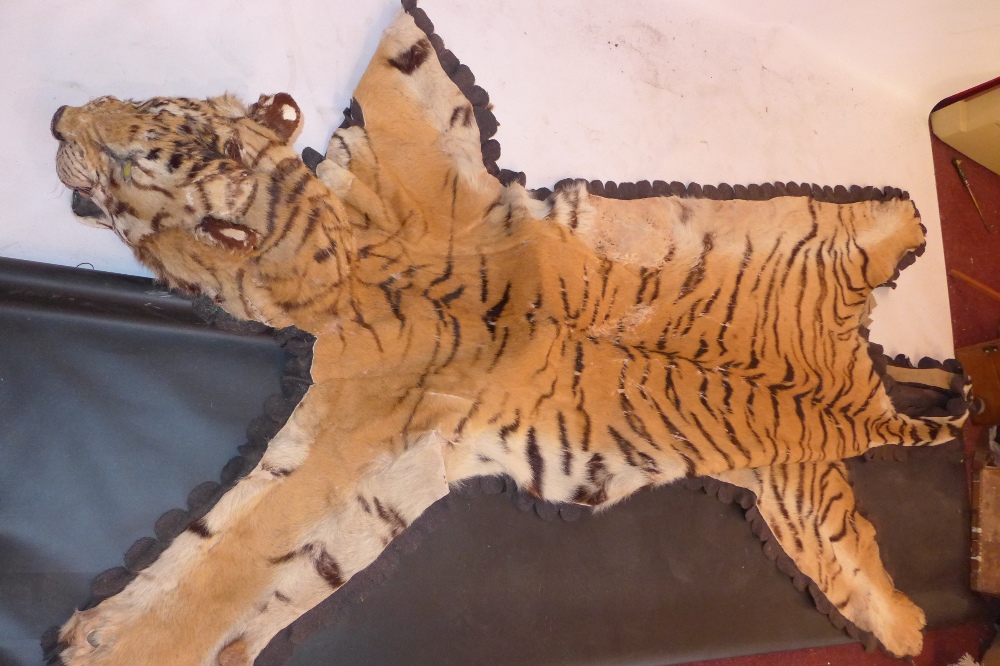 A 19th Century tiger skin rug (a/f)