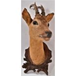 An antique taxidermy Roe Deer head, mounted on a carved oak plaque, H 48cm, W 23cm