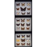 Butterflies in Cases