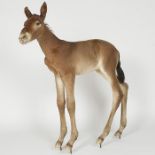 A fine taxidermy foal