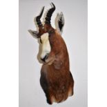 African Blesbok Head