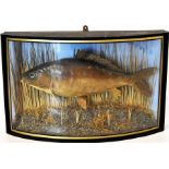 Carp in bow fronted glass case