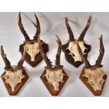 Roe Deer Antlers