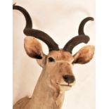 African Greater Kudu Head