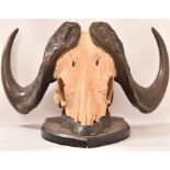 Cape Buffalo Skull