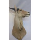 A taxidermy study of a spiral horned antelope head