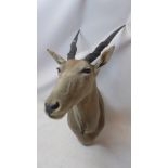 A taxidermy study of a antelope head