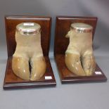 A pair of albino water buffalo hoofs on Burr walnut book ends