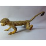 A late 19th/early 20th century taxidermy study of a monkey. L.