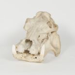 Taxidermy an antique Hippopotamus Skull