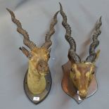 Two taxidermy studies of spiral horned antelopes on oak plaques