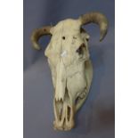 A large antelope skull and horns